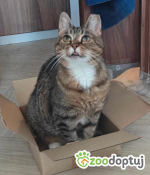 Do adopcji Gdańsk