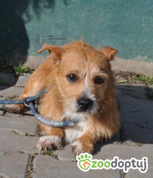 Do adopcji Nowy Dwór Mazowiecki