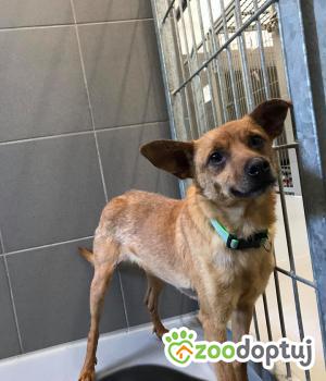 Do adopcji Kielce