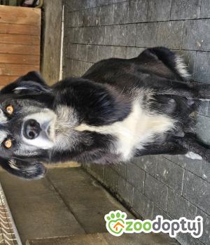 Do adopcji Chełm