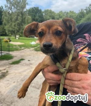 Do adopcji Zgierz