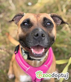 Do adopcji Stalowa Wola