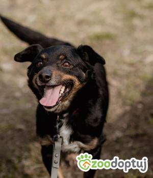 Do adopcji Płock