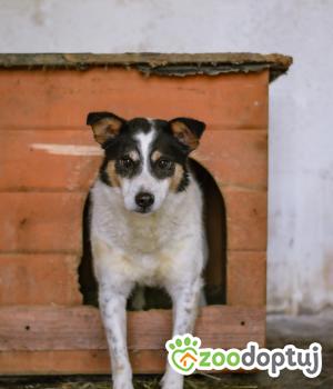 Do adopcji Białobrzegi