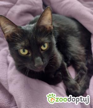 Do adopcji Wrocław