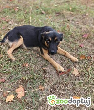 Do adopcji Zgierz