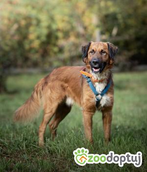 Do adopcji Rzeszów