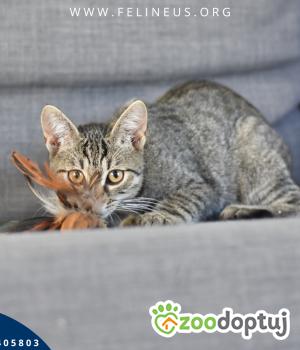Do adopcji Rzeszów