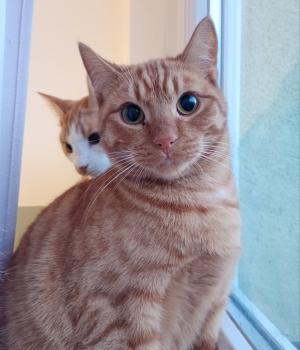 Do adopcji Cieszyn