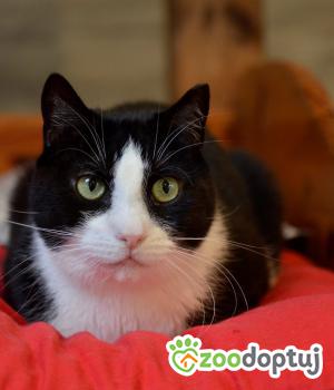 Do adopcji Gdańsk