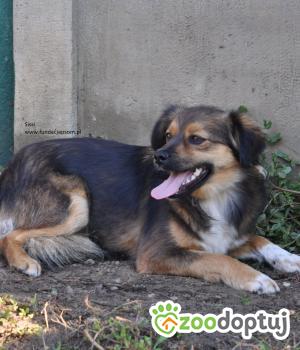 Do adopcji Nowy Dwór Mazowiecki