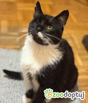 Do adopcji Lublin