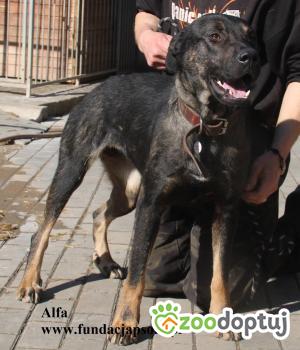 Do adopcji Nowy Dwór Mazowiecki