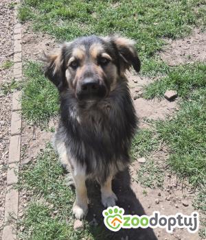 Do adopcji Końskie