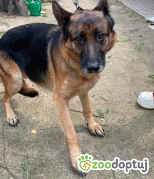 Do adopcji Zgierz