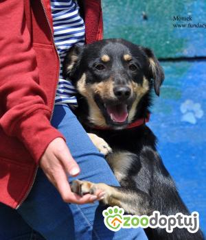Do adopcji Nowy Dwór Mazowiecki