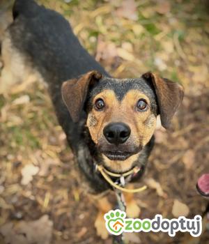 Do adopcji Warszawa
