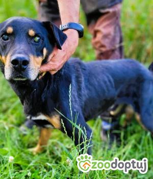 Do adopcji Łódź