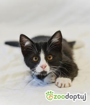 Do adopcji Mielec