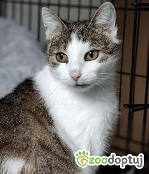 Do adopcji Poznań
