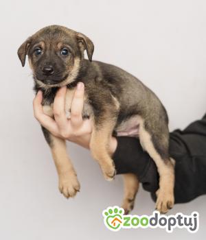 Do adopcji Zgierz