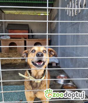 Do adopcji Września