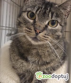 Do adopcji Wrocław