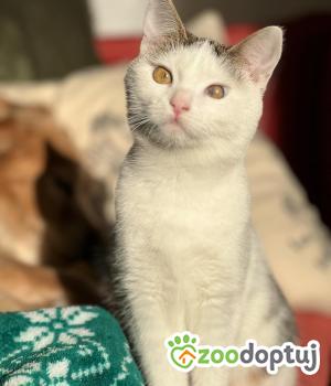 Do adopcji Poznań