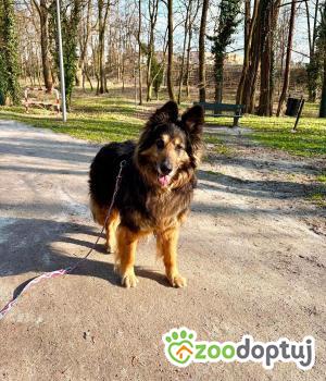 Do adopcji Głogów