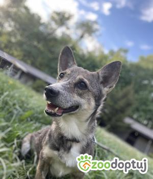 Do adopcji Zgierz