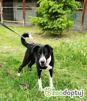 Do adopcji Zgierz