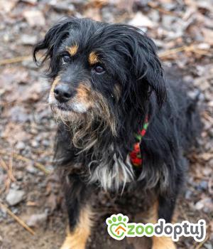 Do adopcji Głogów