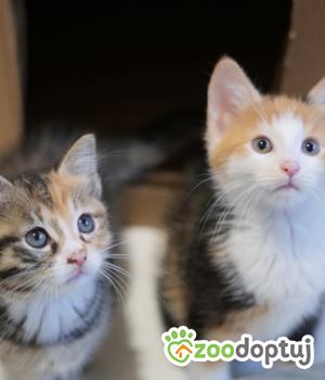 Do adopcji Toruń