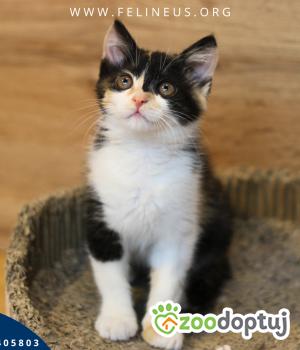 Do adopcji Rzeszów