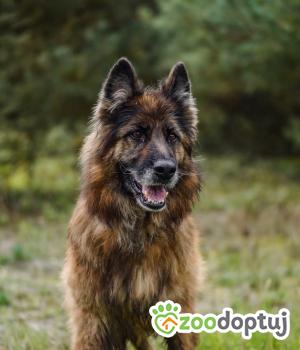 Do adopcji Radom