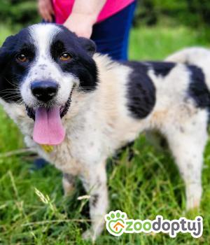 Do adopcji Łódź