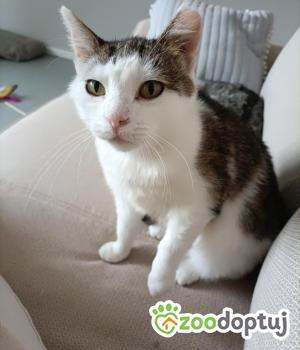 Do adopcji Poznań