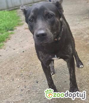 Do adopcji Zgierz
