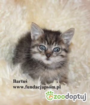 Do adopcji Nowy Dwór Mazowiecki