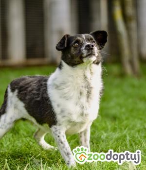 Do adopcji Białobrzegi