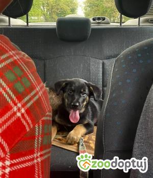 Do adopcji Radom