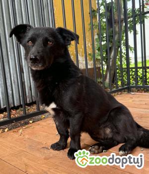 Do adopcji Zgierz