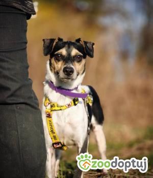 Do adopcji Dąbrowa Tarnowska