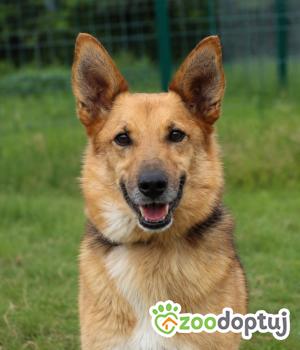 Do adopcji Głogów