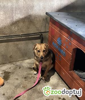 Do adopcji Zgierz