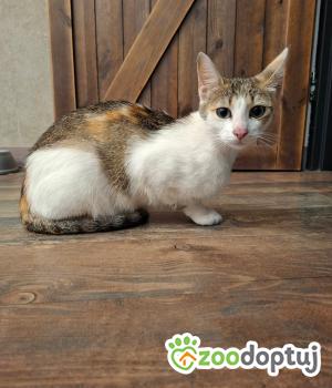 Do adopcji Cieszyn