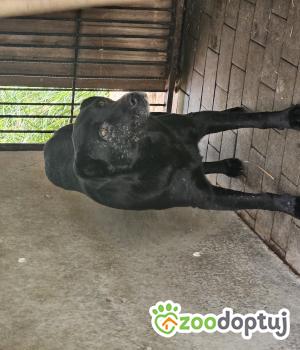 Do adopcji Chełm