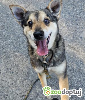Do adopcji Głogów