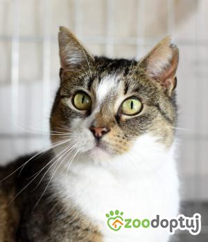 Do adopcji Toruń