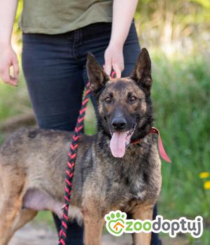 Do adopcji Warszawa